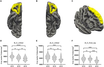 Changes in brain structure and function during early aging in patients with chronic low back pain